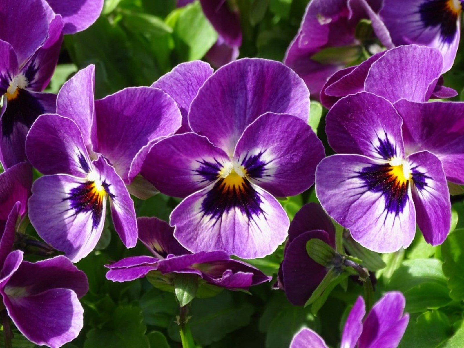 Pansies Purple